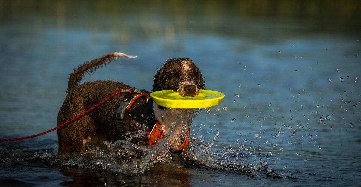 Playful dog retrieving a yellow frisbee in water splashing around in a sunny outdoor setting