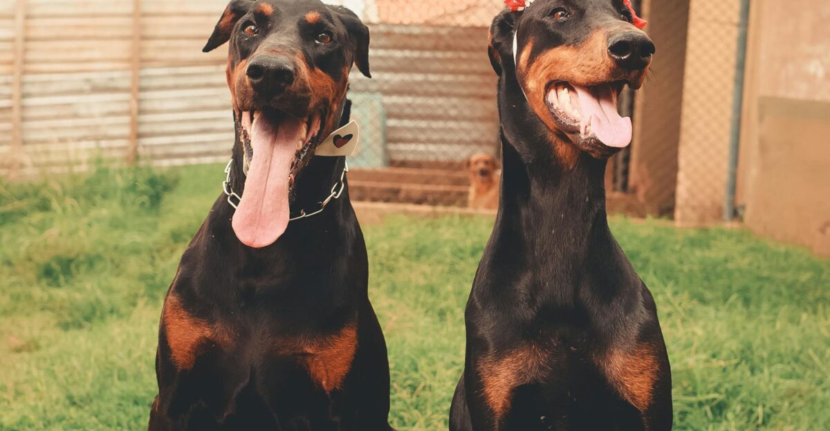Two Doberman dogs sitting on grass one with a flower crown exuding playful charm