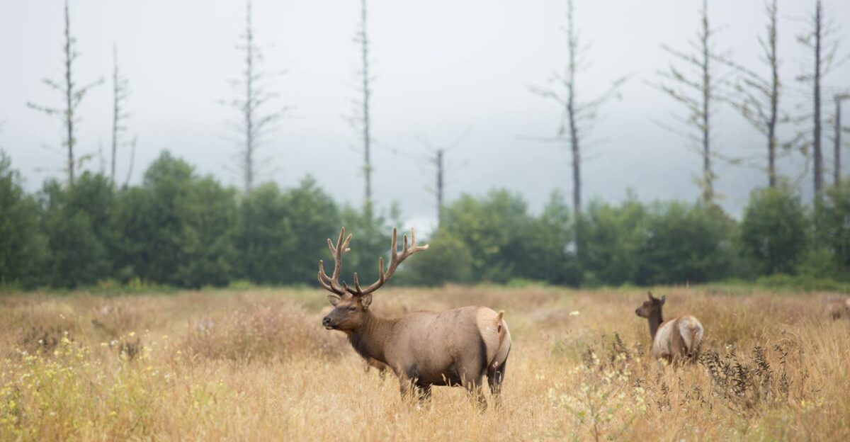 A majestic elk stands prominently in a serene Pennsylvania meadow