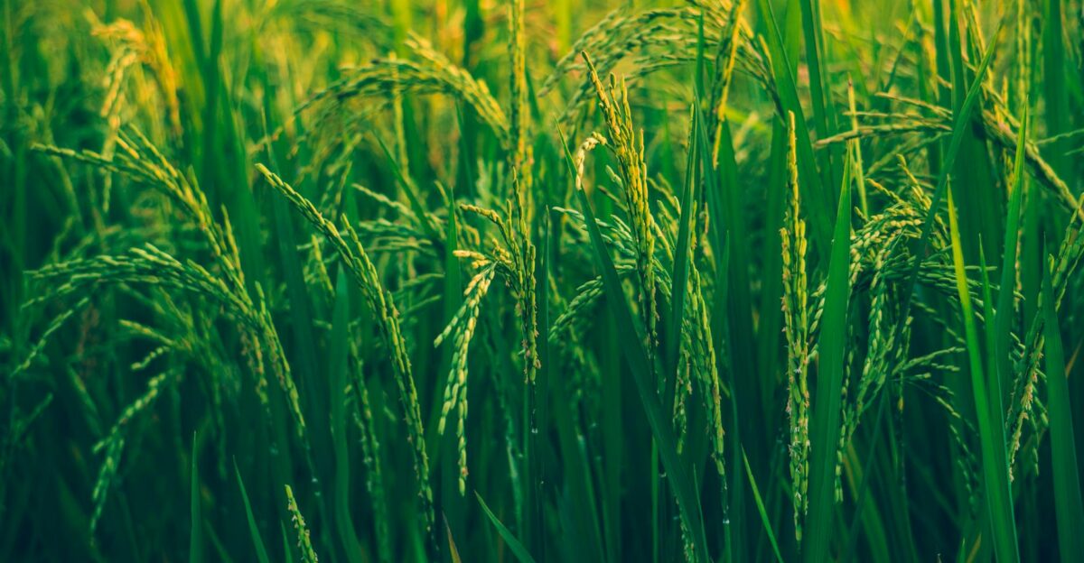 Close-up view of vibrant green rice plants thriving in a sunlit field showcasing natural agricultural beauty
