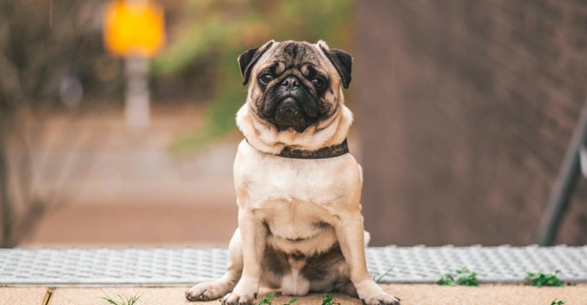 Adorable pug sitting outdoors in Weert Netherlands capturing attention with its curious gaze