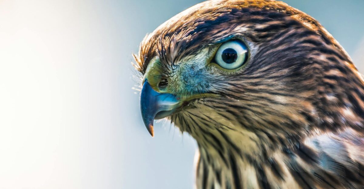Captivating close-up of a hawk with piercing eyes and detailed plumage showcasing its predatory nature