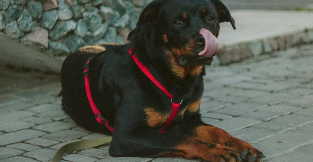 A Rottweiler dog wearing a red harness lying on a cobblestone path licking its nose