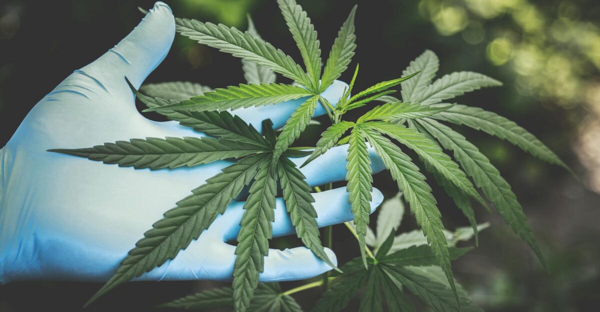 A hand in gloves holds fresh cannabis leaves outdoors highlighting natural growth