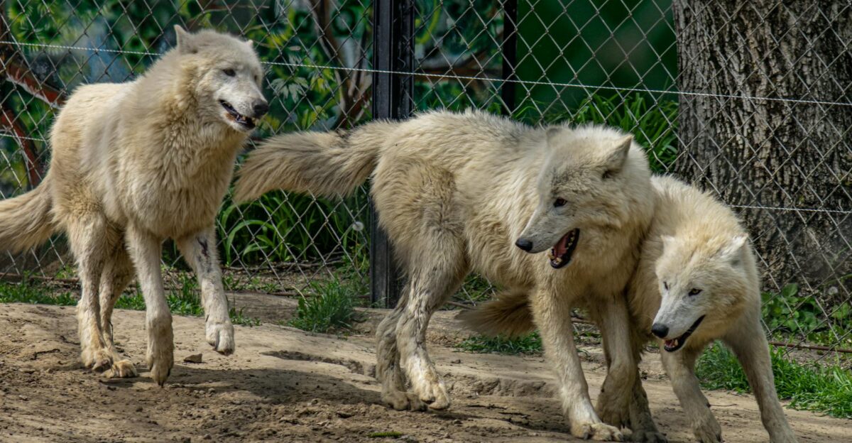 Three Arctic wolves frolic in a zoo enclosure showcasing their playful nature