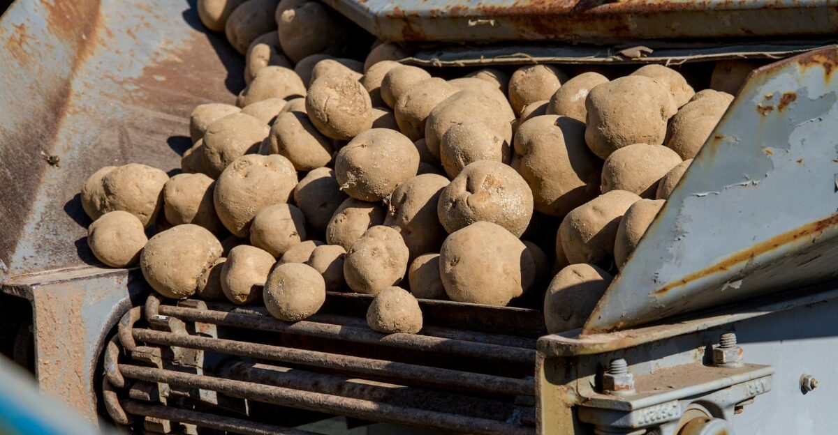 Close-up of freshly harvested potatoes on a rusty conveyor machine outdoors showcasing agricultural equipment