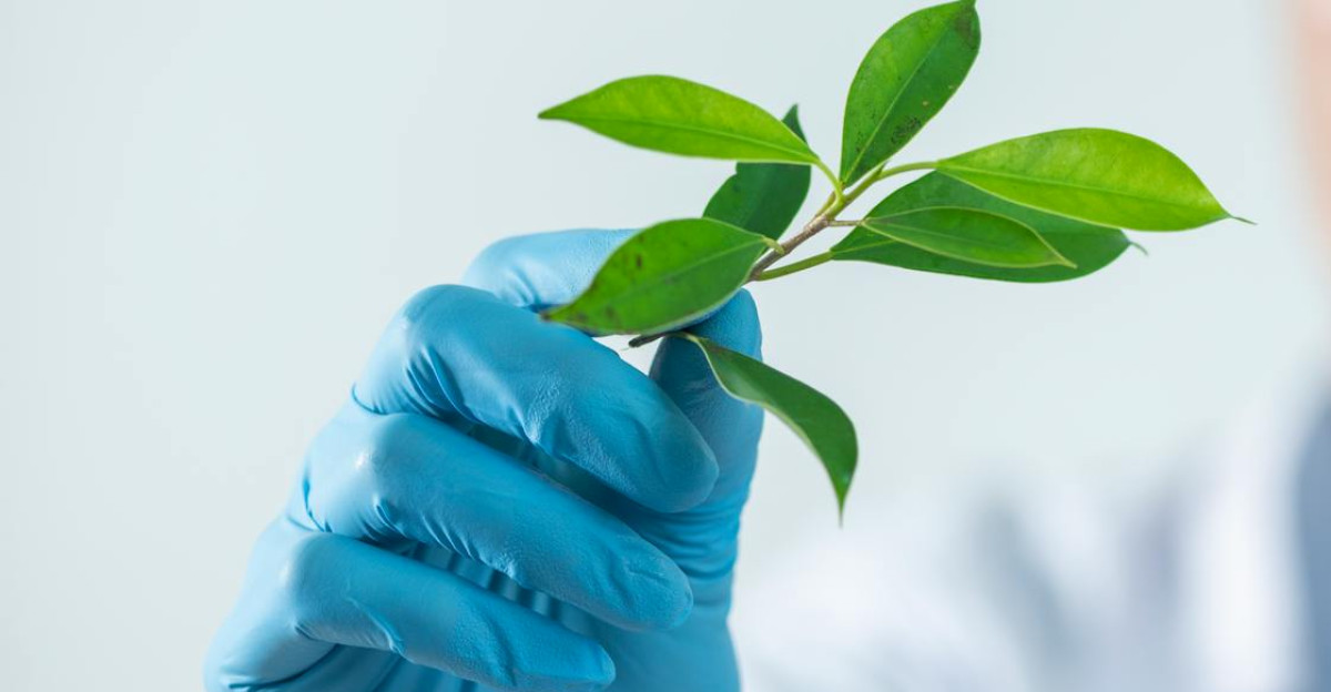 Young scientist wearing protective gloves and examining a plant sample in a laboratory setting
