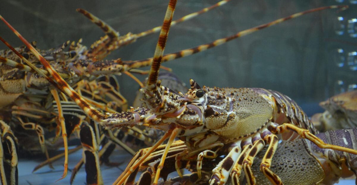 Detailed image of spiny lobsters in a marine aquarium setting
