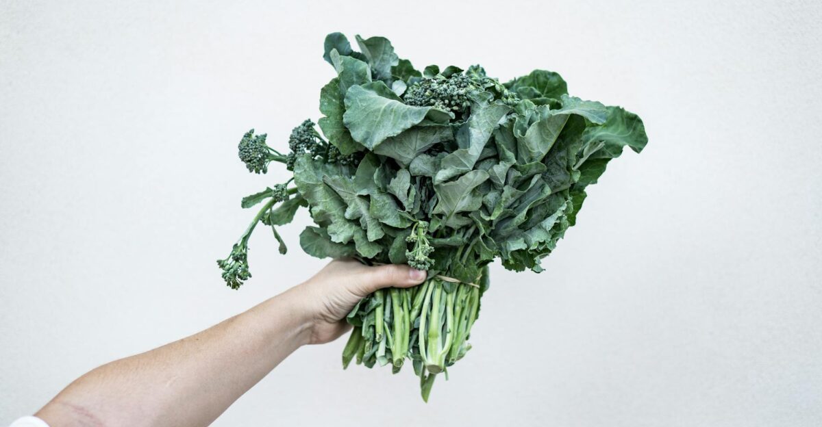 A hand holding fresh kale showcasing its vibrant green leaves against a minimalist white background