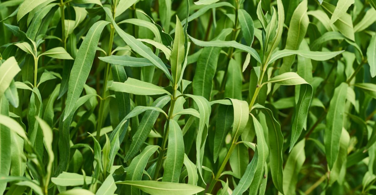 Close-up view of vibrant green leaves in a dense crop field highlighting agricultural richness