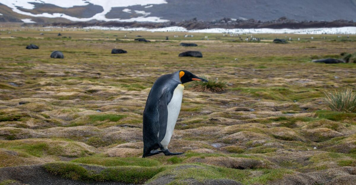 A solitary King Penguin stands on the rugged terrain of South Georgia surrounded by a serene cold landscape