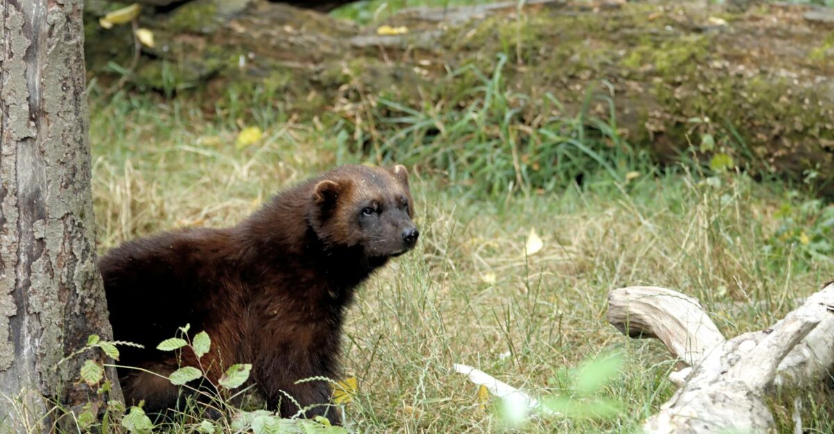 A wolverine rests in its natural forest habitat surrounded by logs and grass