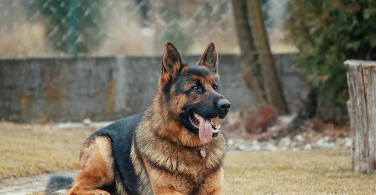 Close-up of a German Shepherd lying on grass tongue out outdoor setting