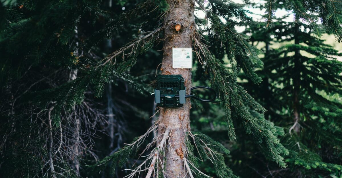 A forest camera is mounted on a tree in Jasper Canada surrounded by lush greenery