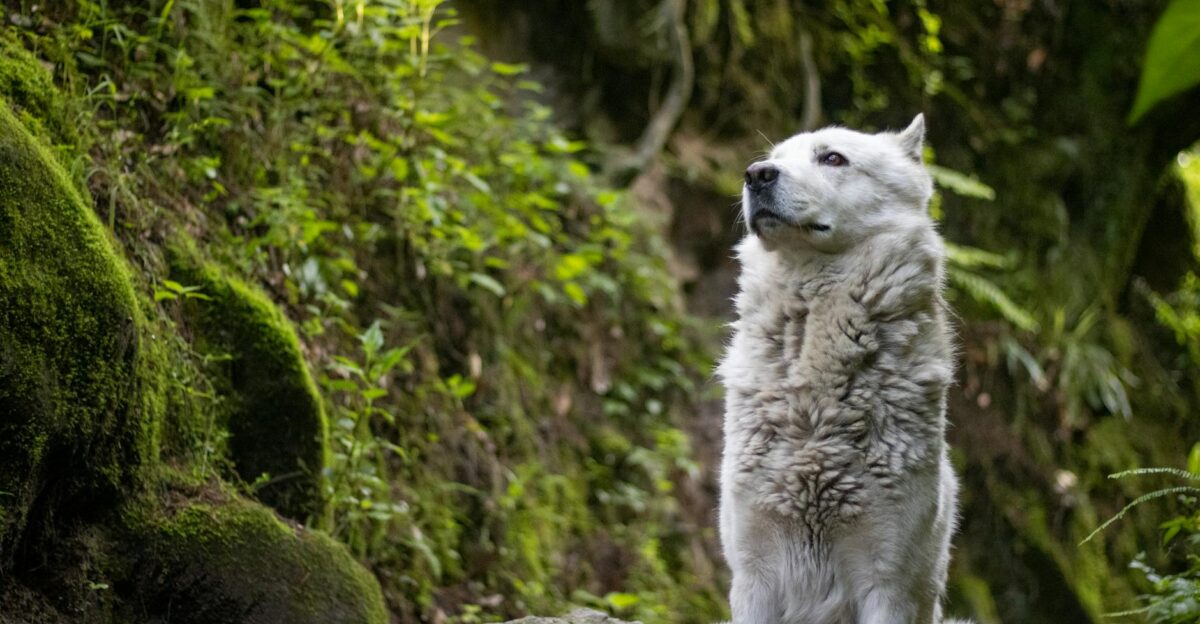 White wolf in a green forest setting exudes a wild and natural aura