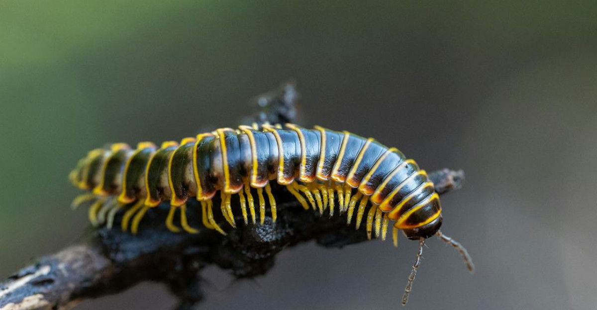 various ancient arthropod species like trilobites displaying segmented bodies multiple legs and exoskeletal features that show evolutionary relationships