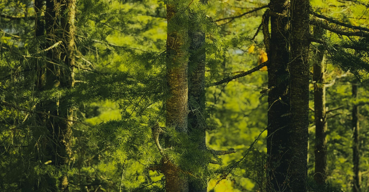 Serene view of a sunlit pine forest in Manali, showcasing vibrant green foliage.