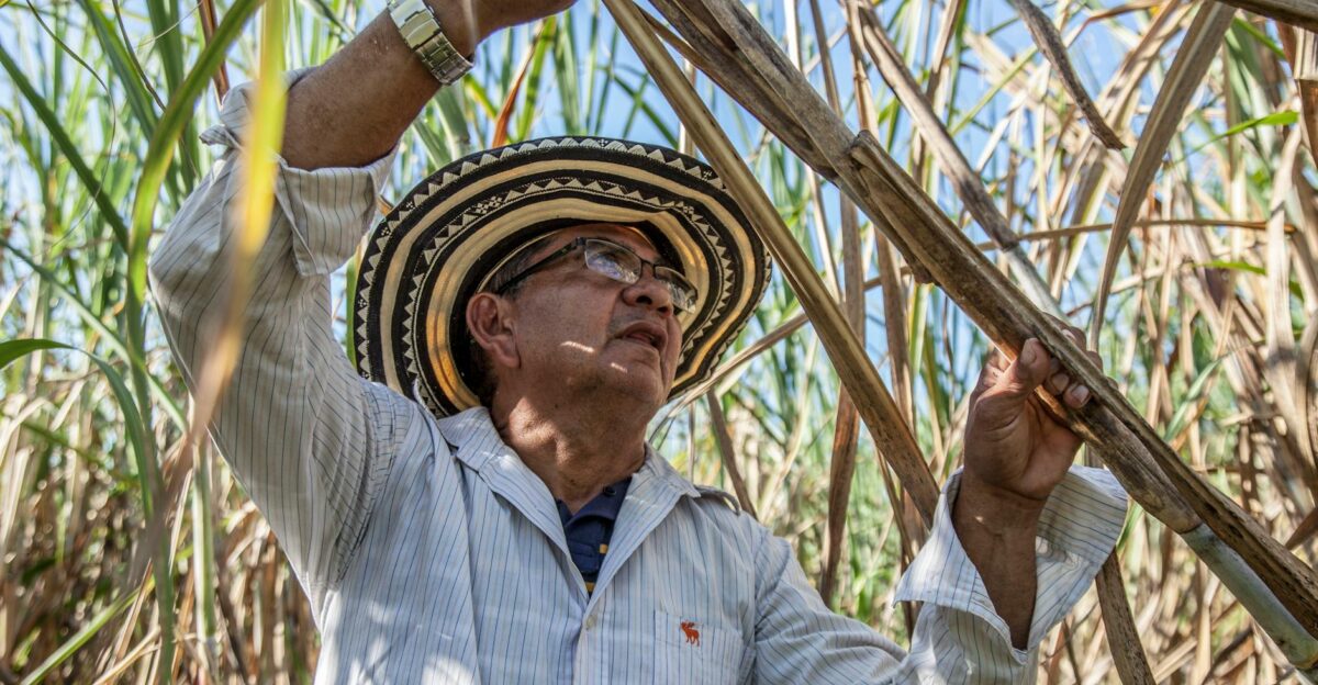 A farmer in traditional hat harvesting sugarcane in San Marcos Colombia