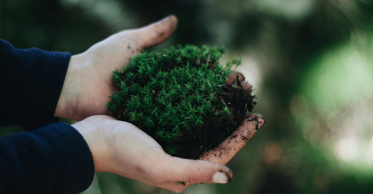 Crop unrecognizable person holding handful of green moss with soil against blurred natural background