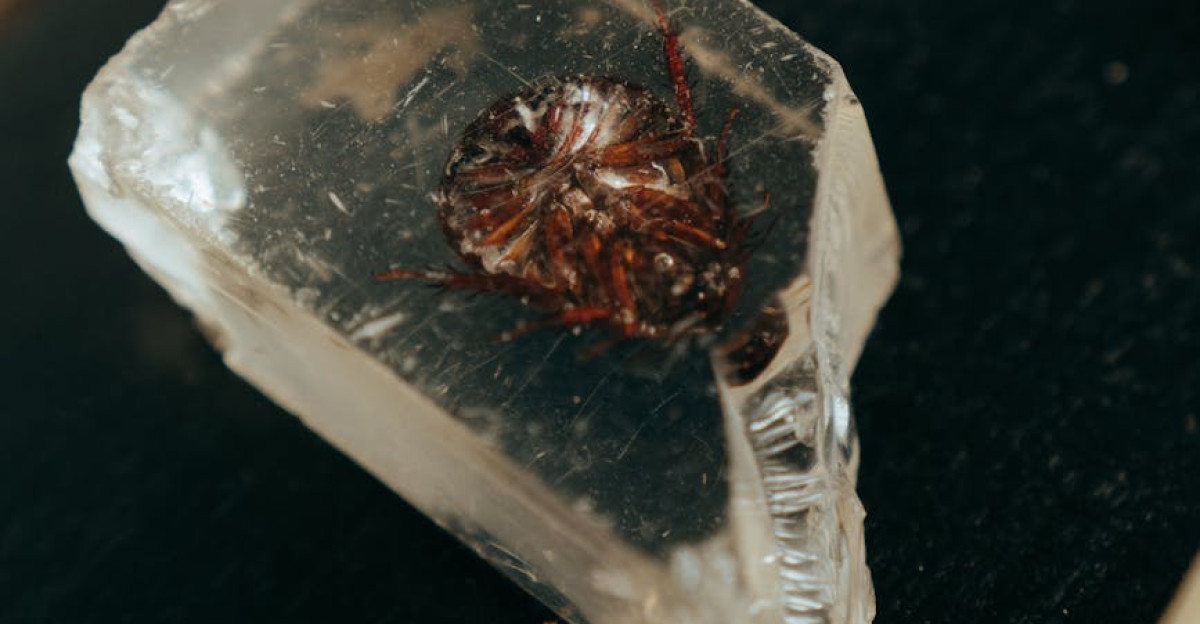 Close-up shot of an insect encapsulated in a clear crystal showcasing natural history and texture