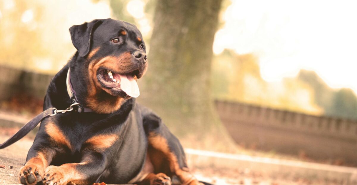 A Rottweiler laying on the ground outdoors on a sunny day