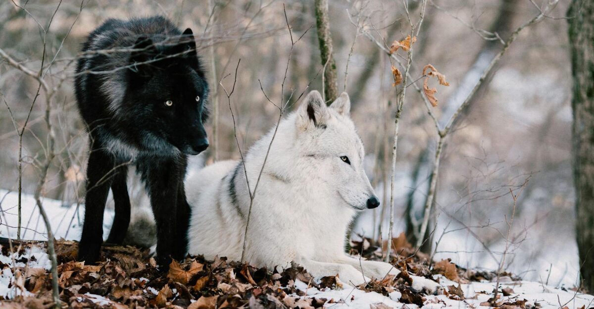 Two wolves one black and one white in a snowy forest environment