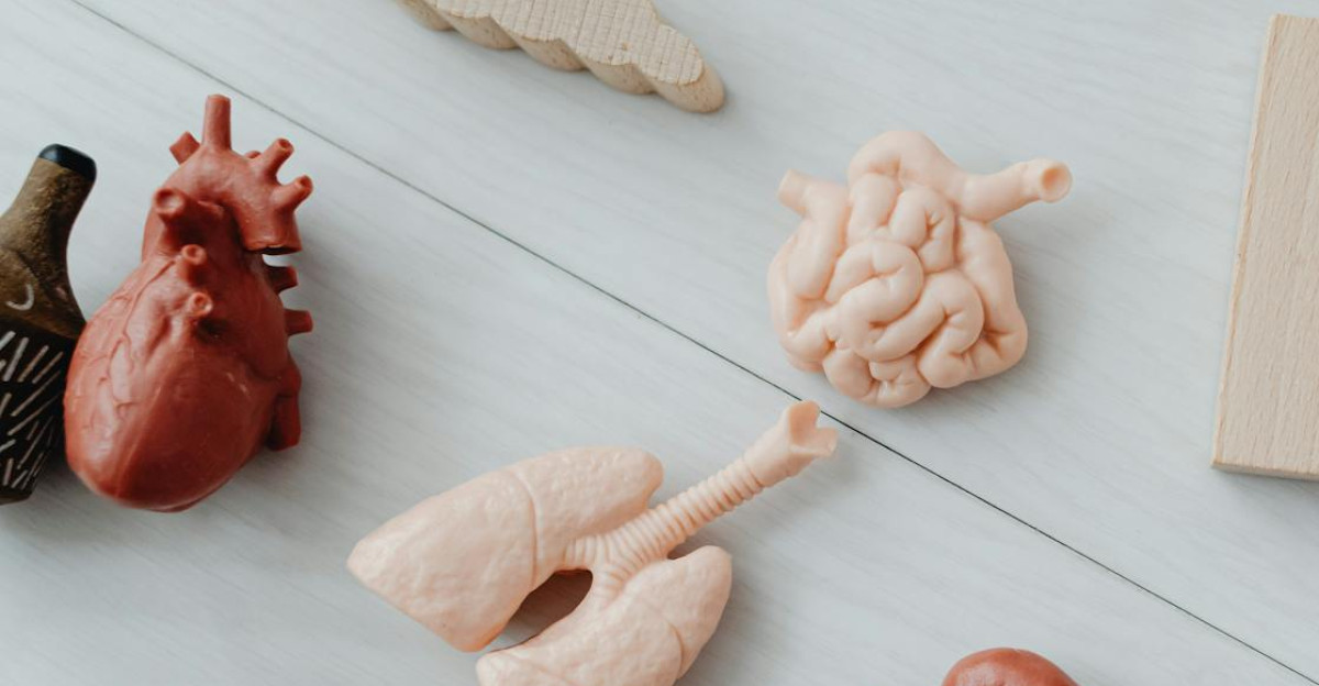 Close-up of educational anatomy toys and wooden blocks for children s learning