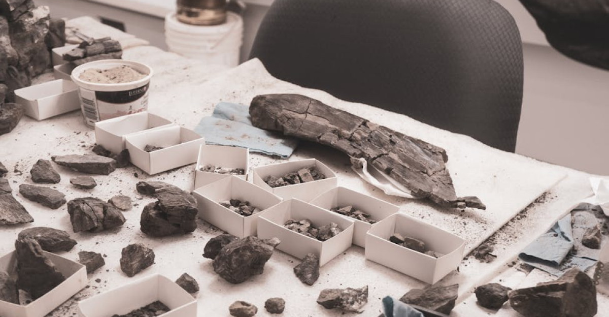 Close-up of fossils and rocks on a desk in a science lab