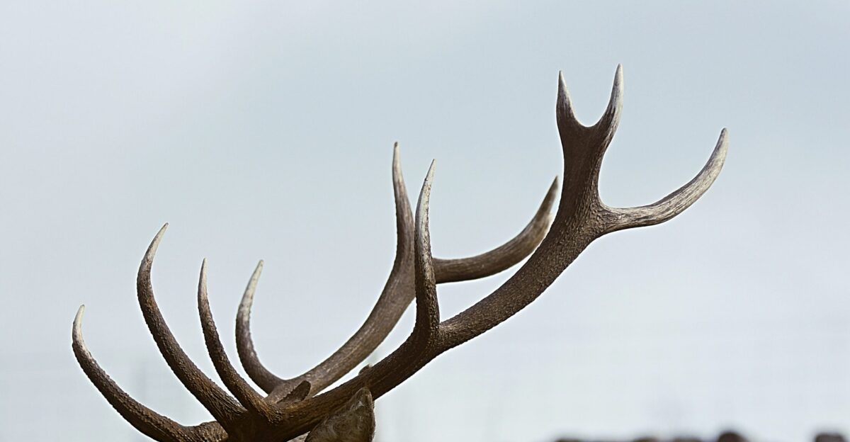 close-up photo of antler during daytime
