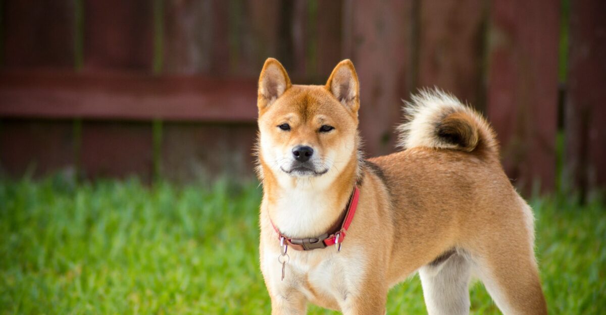 shallow focus photography of brown dog