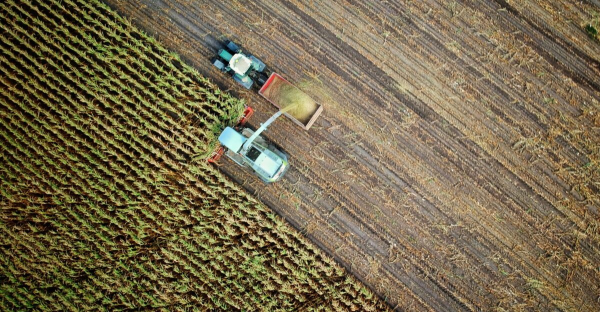 two trucks on plant field