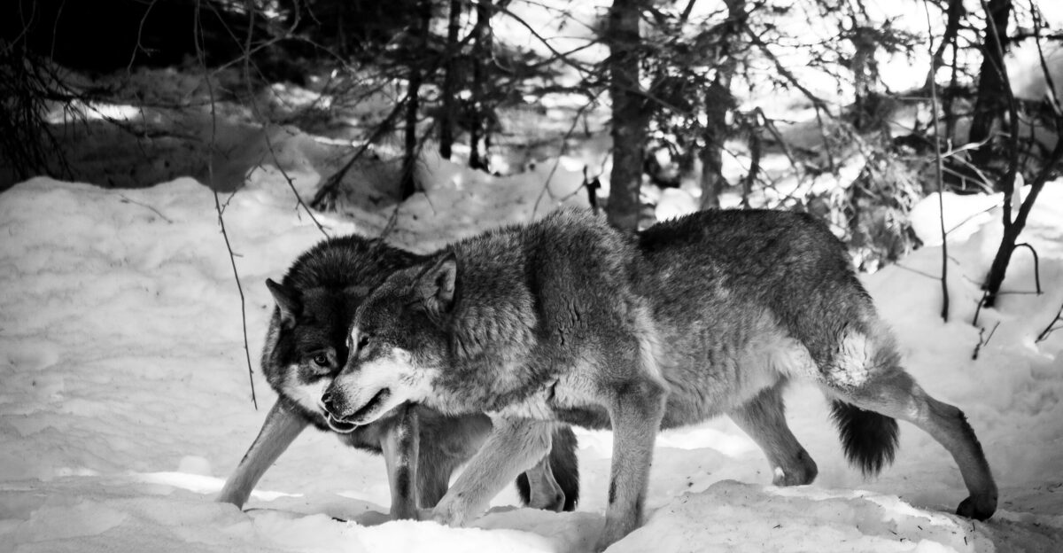 two wolves on snow