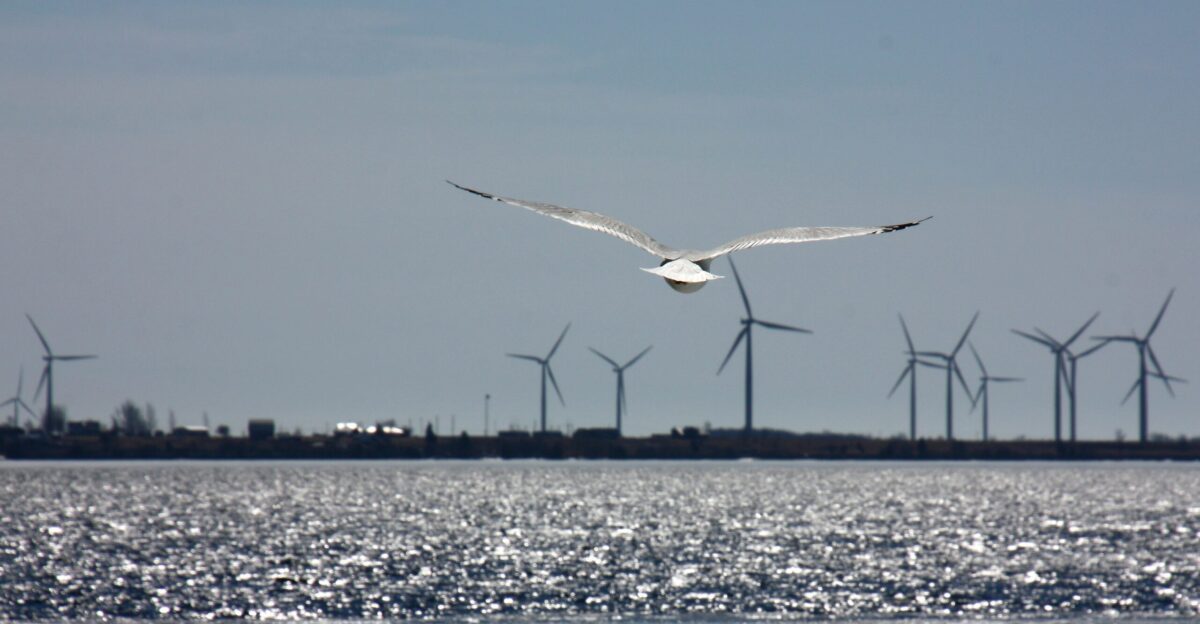 white seagull on flight