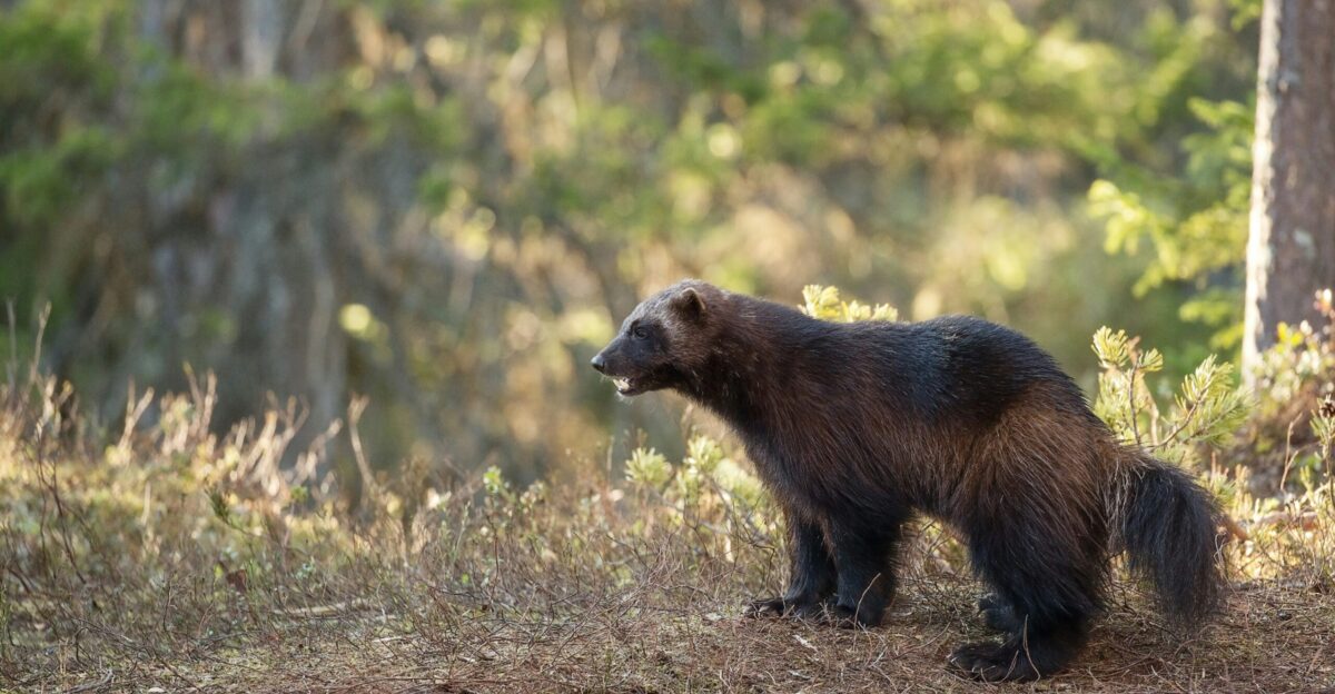 brown bear on brown grass during daytime
