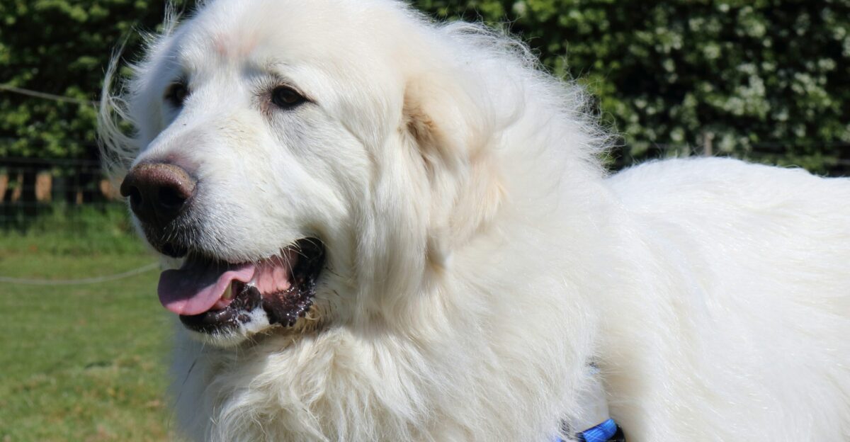 white long coated medium sized dog