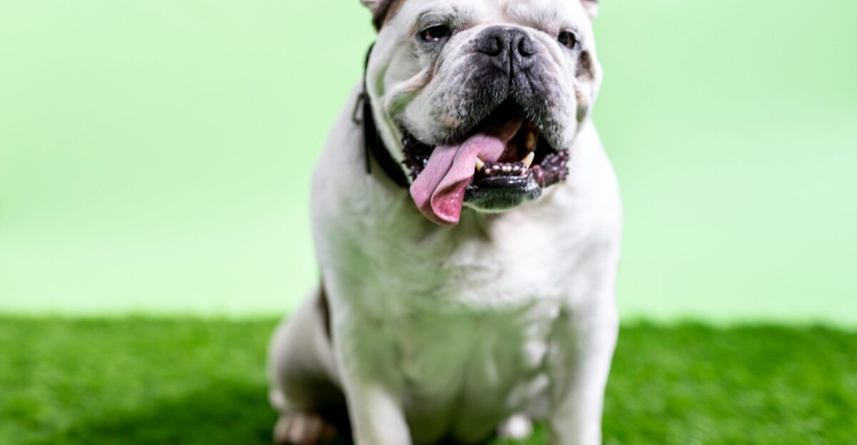 white and black english bulldog on green grass field during daytime