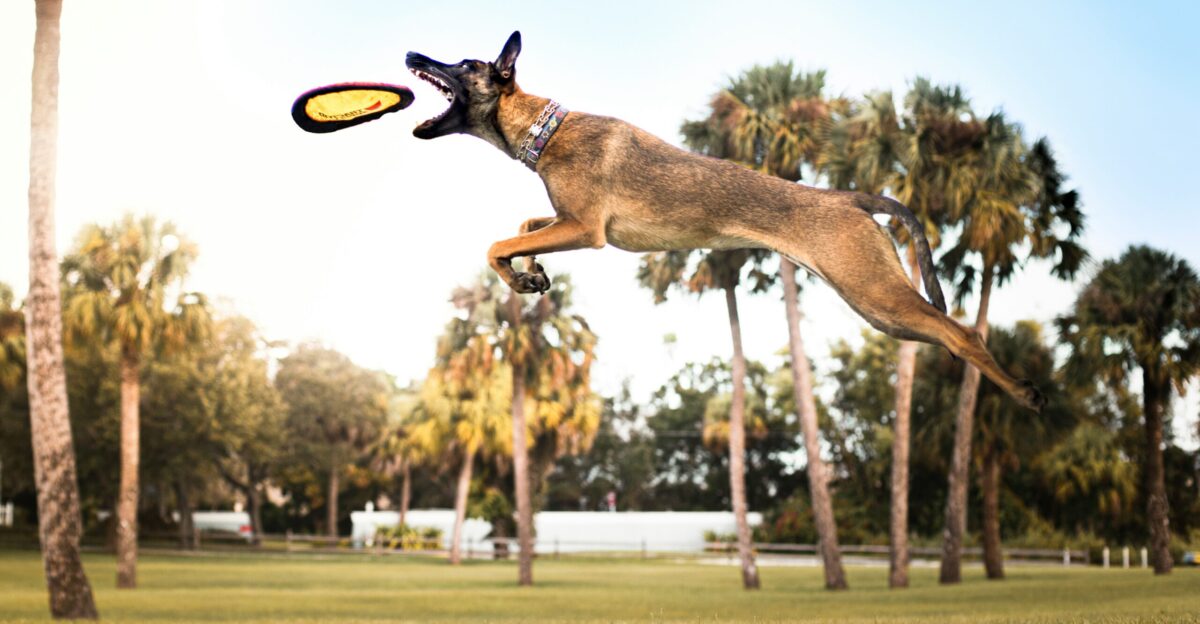 brown short coated dog running on green grass field during daytime