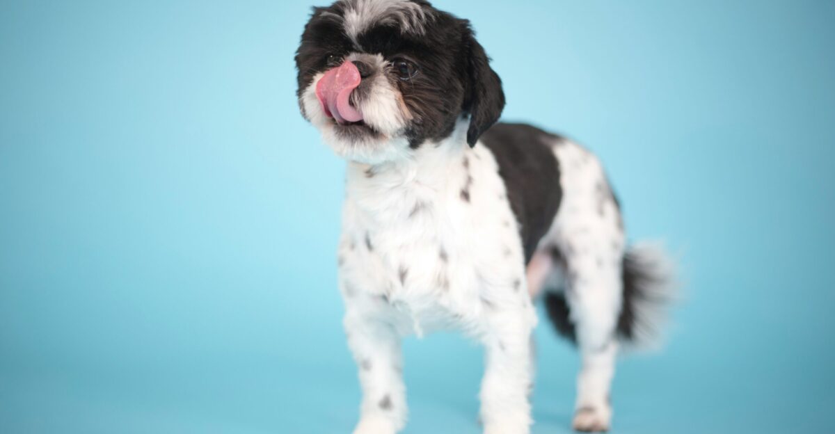 white and black shih tzu puppy