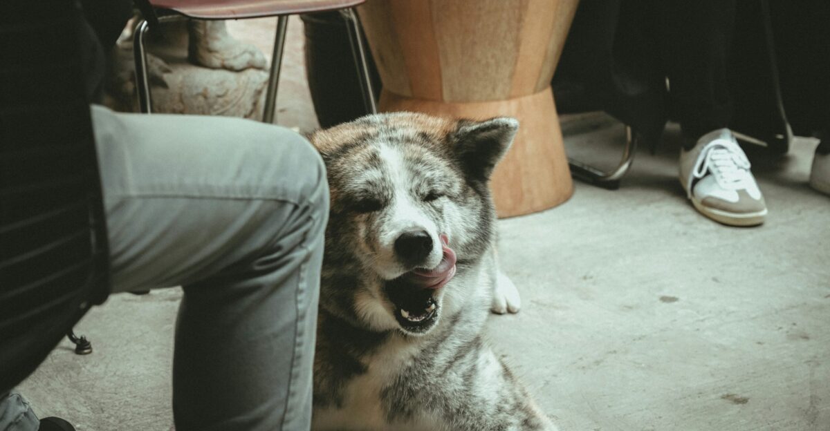gray and white short coated dog