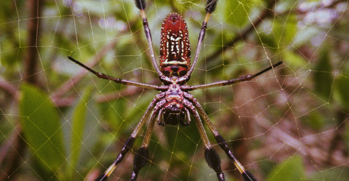 brown and black spider on web during daytime