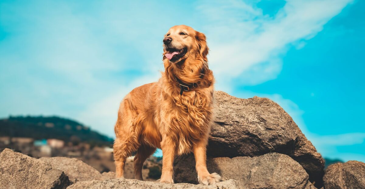 golden retriever on gray rock during daytime