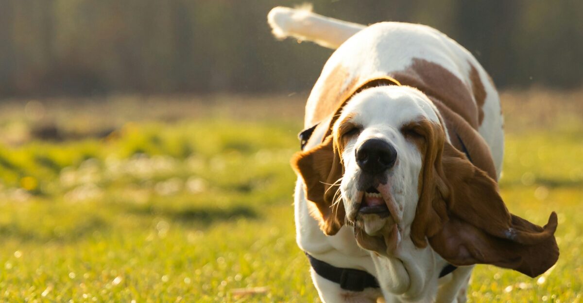 brown and white short coated dog on green grass field during daytime