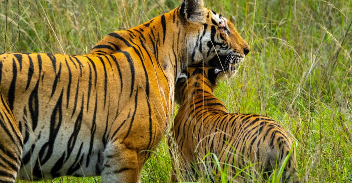 tiger walking on green grass during daytime