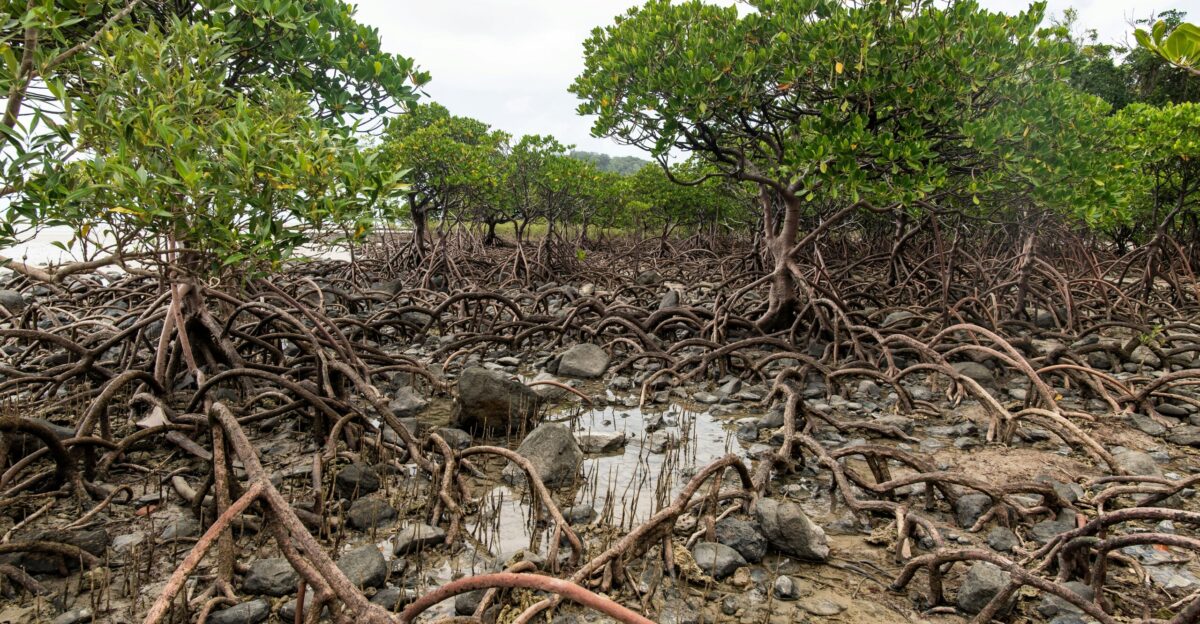 a bunch of trees that are in the dirt