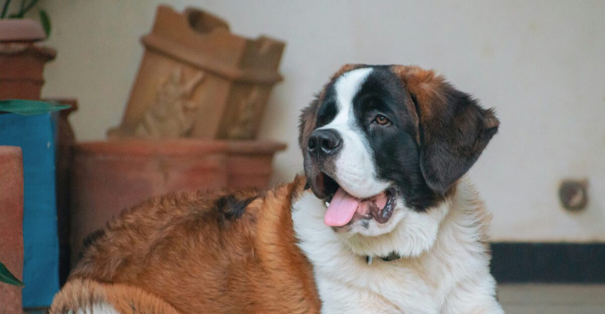 a large brown and white dog laying on a tile floor