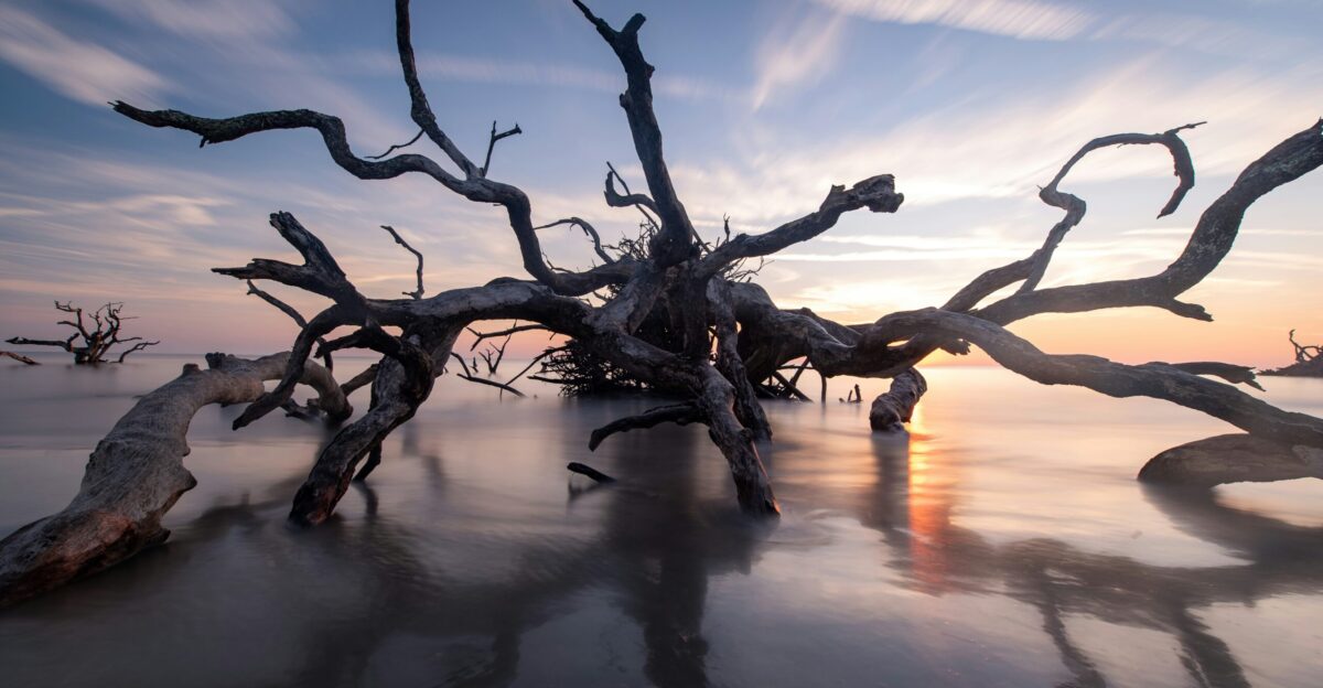 a tree that is sitting in the sand