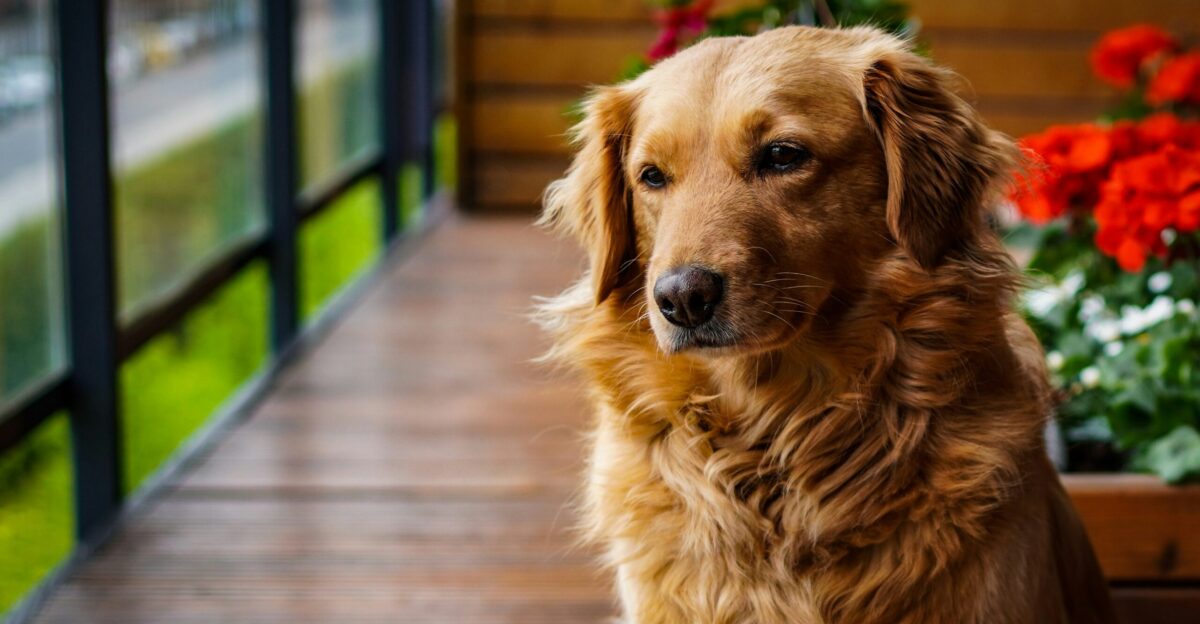 a dog sitting on a wood deck