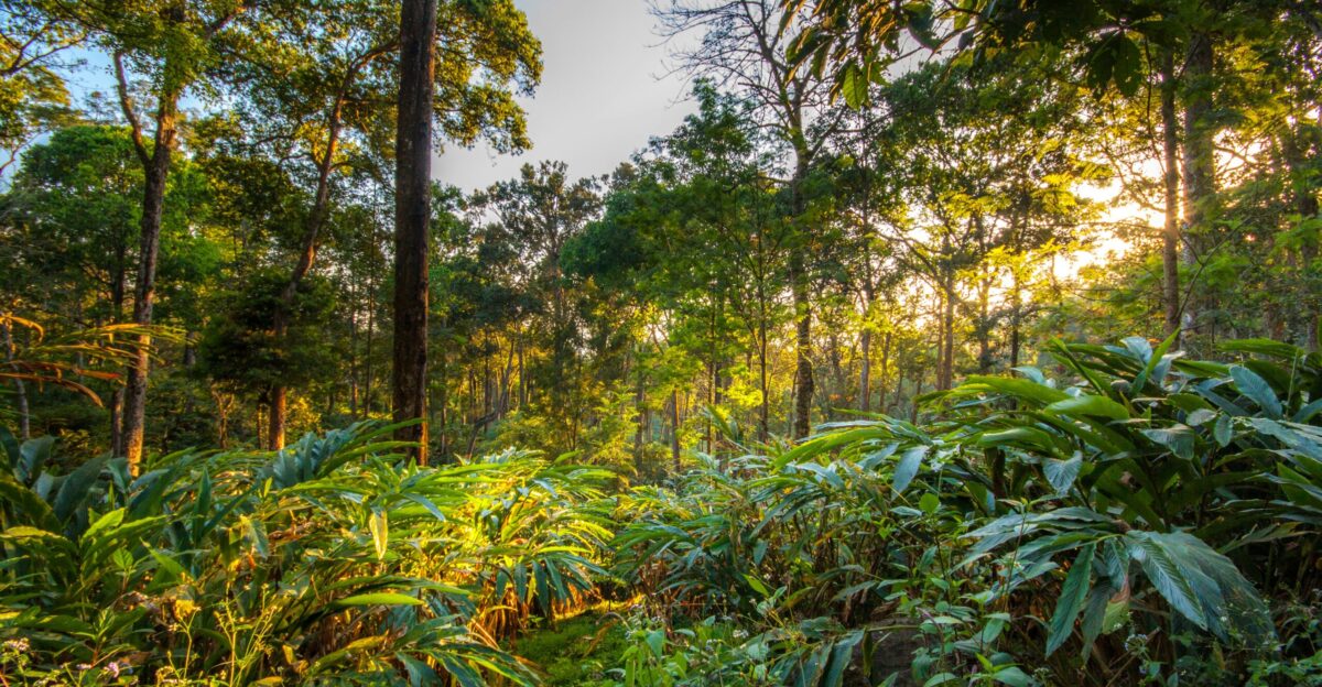a forest with trees and plants