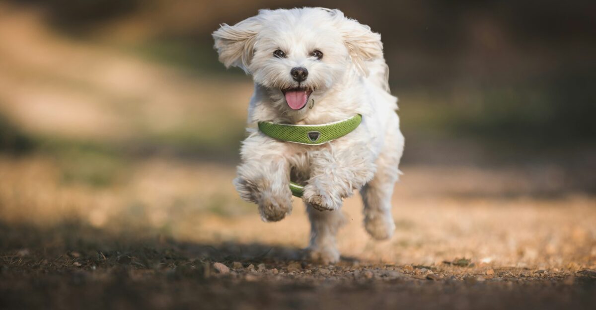 a dog running with a frisbee in its mouth