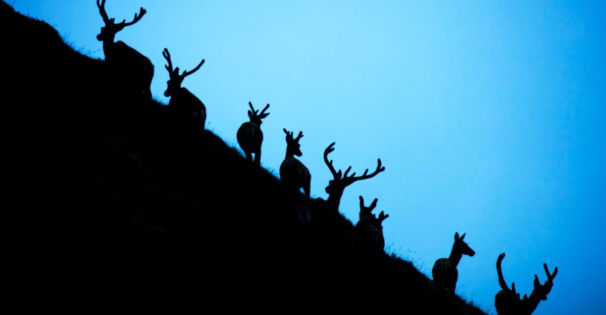 a group of animals on a hill